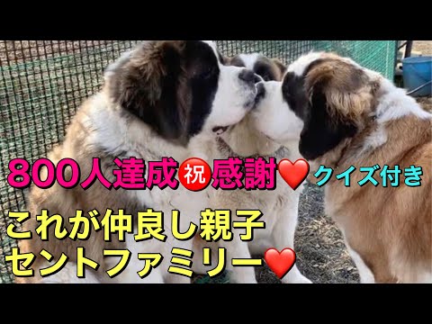 【超大型犬セントバーナード】登録者数800人達成❤️感謝❤️クイズ付き セントバーナードの魅力について