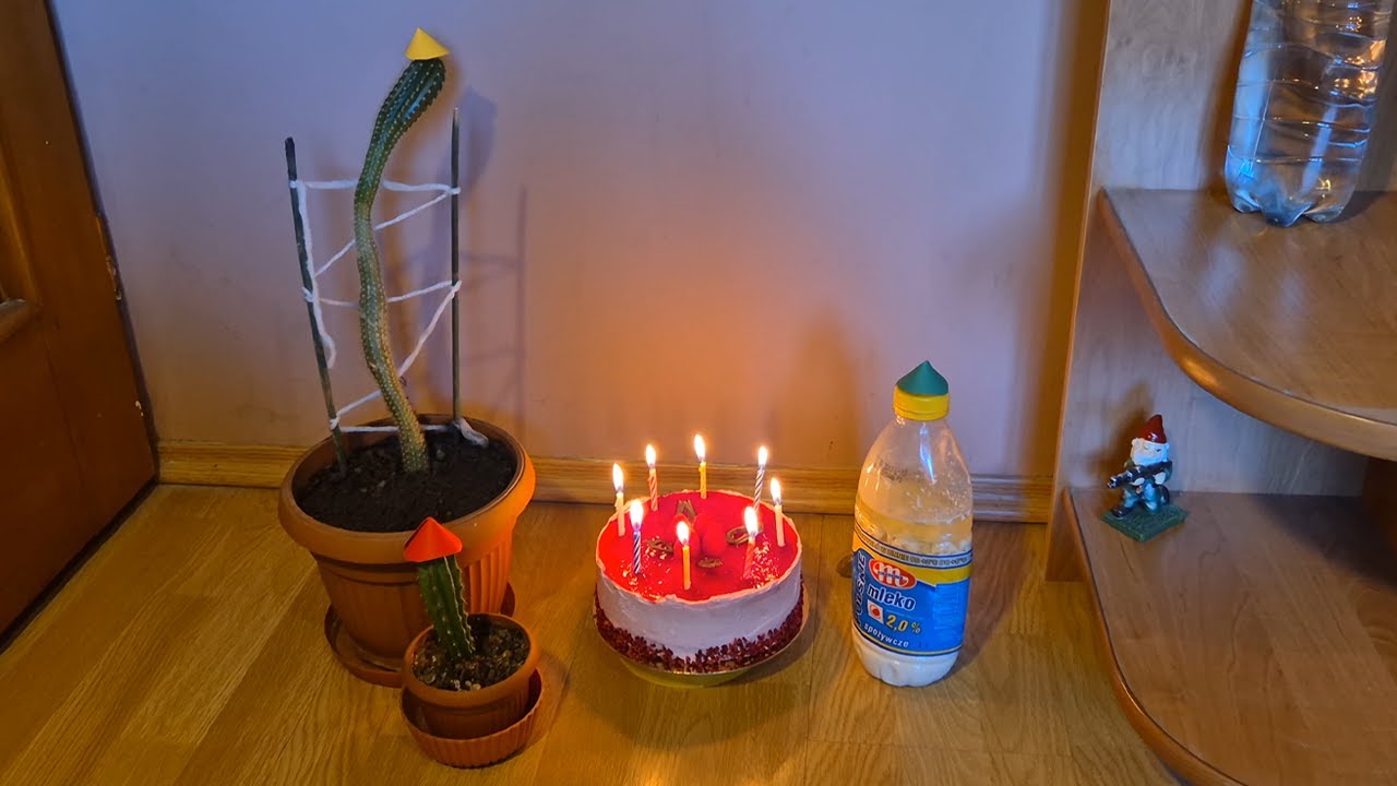 Kaktusy śpiewają 100 lat w ósme urodziny Skisłego Mleka