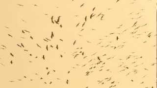 White Storks - Big Flock