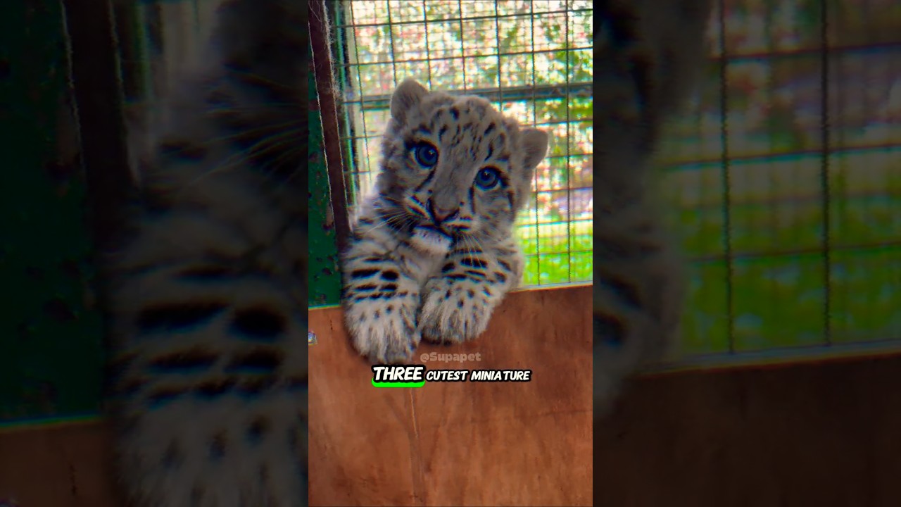 3 Adorable Baby Animals 🐾 ♥️