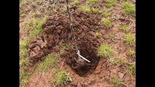 Planting Cider Apple Trees Donated By The Thatchers Community Orchard Project