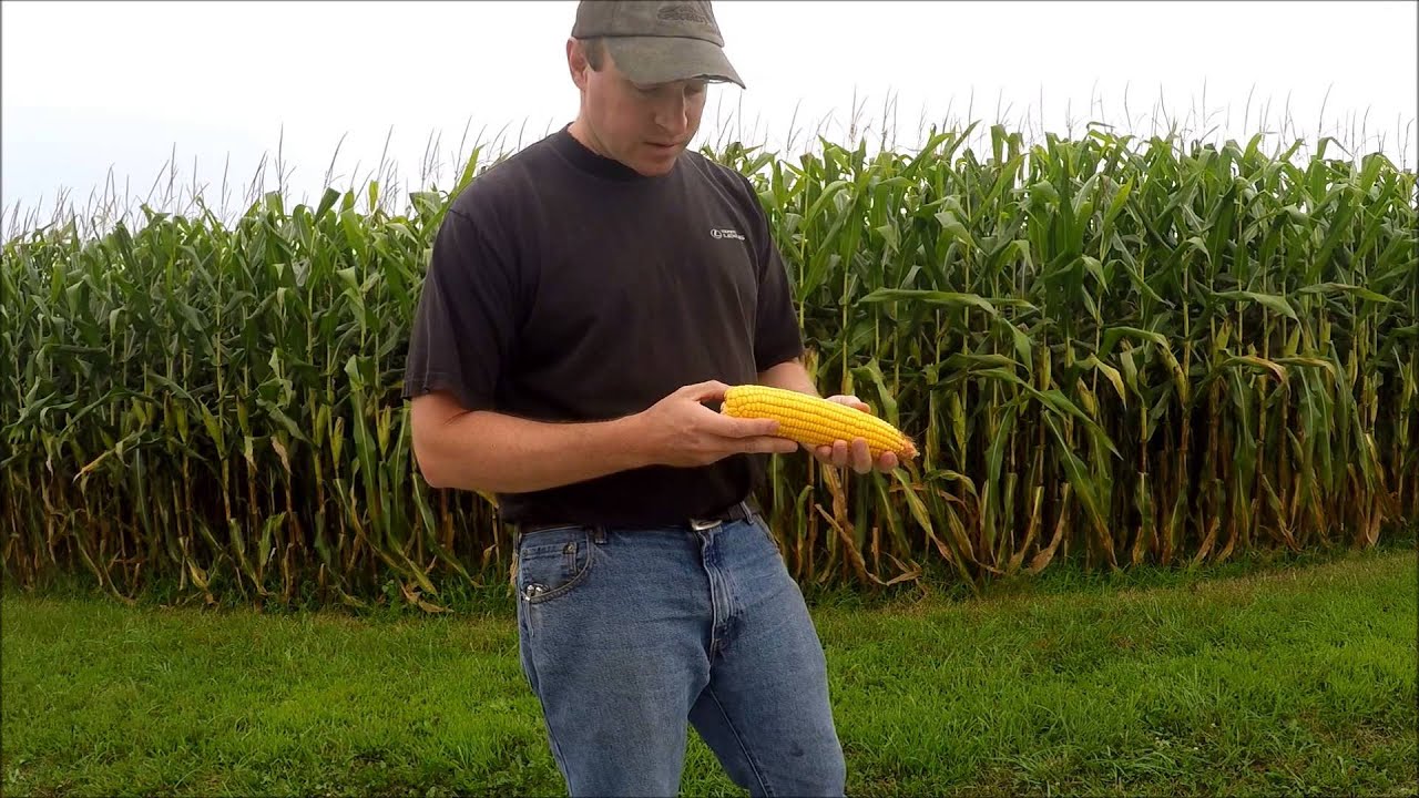 What Is One Ear Of Corn Worth?