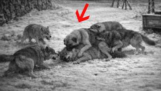 Kangal Destroys An Entire Pack of Wolves!!!