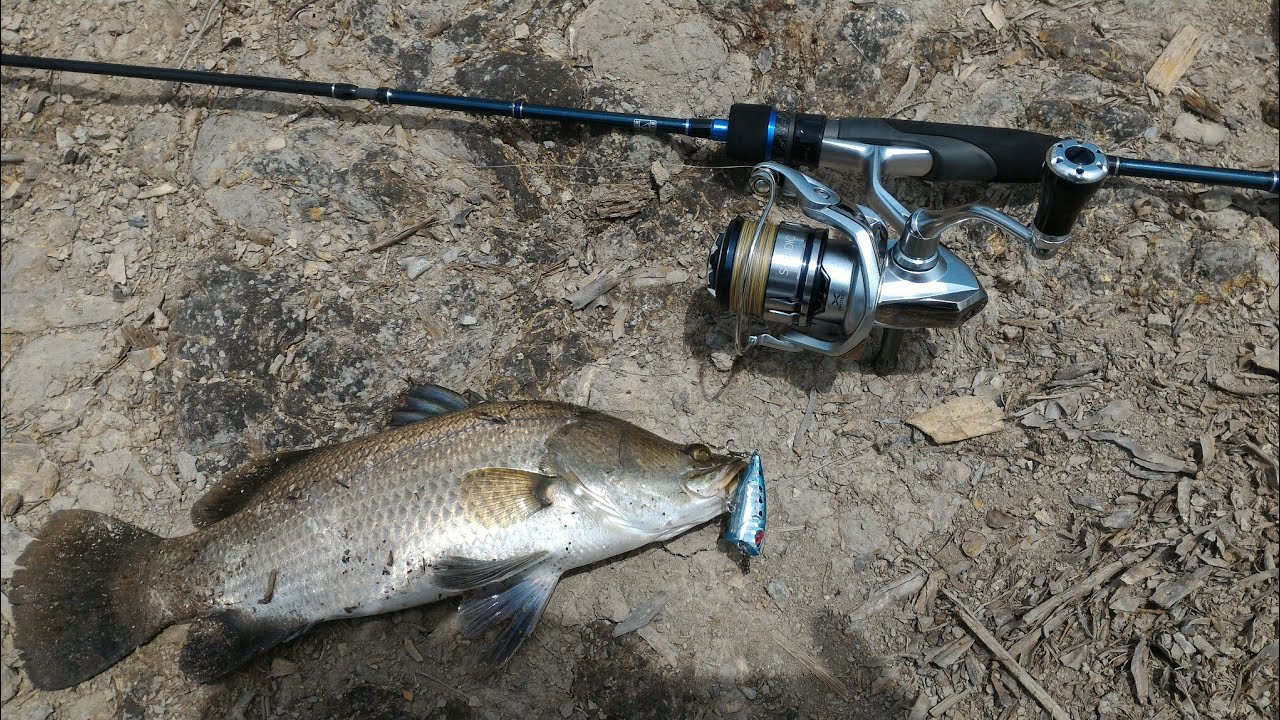 ISPULL TRAVEL ROD 1-4LB Vs Barramundi || mini popper||Ultralight fishing || Shimano Stradic FL1000