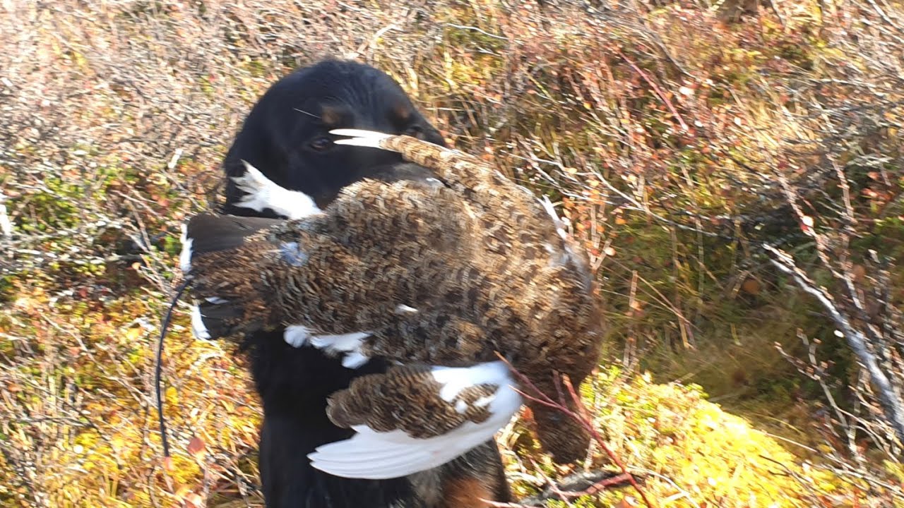 Vattu tunturissa syyskuussa 2020