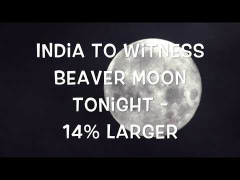 Witness Amazing Beaver