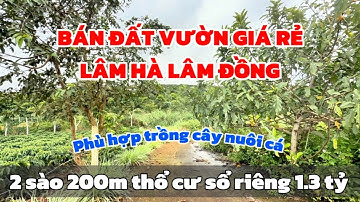 Bán Đất Vườn Lâm Hà GIÁ RẺ 2 Sào Thổ Cư sẵn Chỉ 1,3 Tỷ