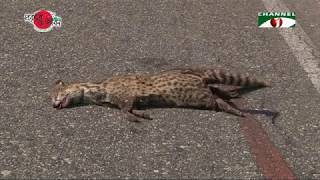 Nature and Life - Episode 294 (Endangered Reptiles)