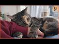 Nobody Wanted This Rescue Cat She Was Just Waiting for Someone to Notice Her