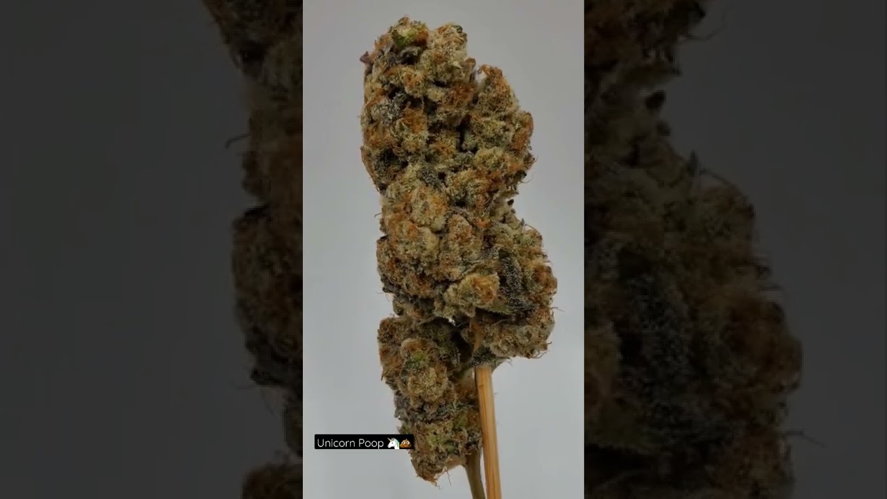 Unicorn Poop grown by Paid By Pounds. Bred by Thug Pug Genetics