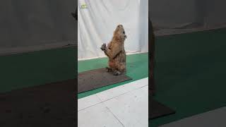 Life Size Cute Walking and Dancing Capybara Robot For Zoo