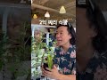오십만원에 득템 #몬스테라알보 #plants #식물 #monstera #houseplants Mp3 Song