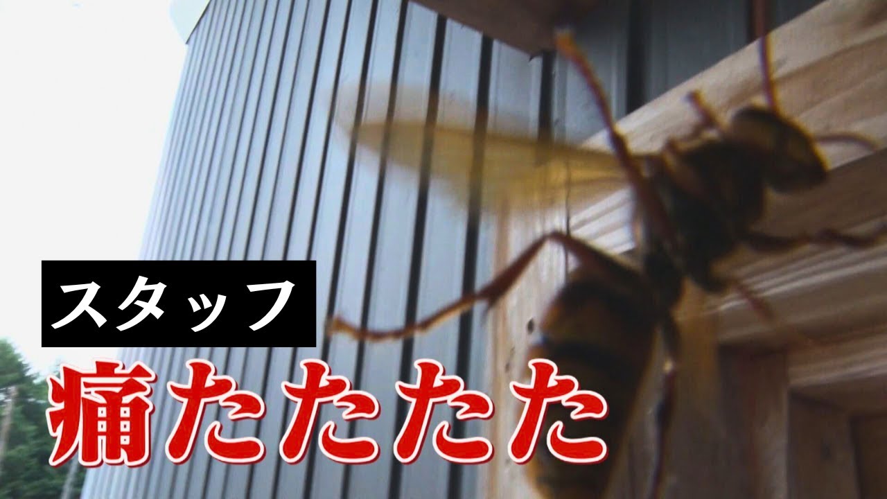 【300匹の大群】スタッフの防護服貫通！？スズメバチvs.バスターに密着　【ドデスカ！＋特集】