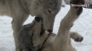 シンリンオオカミ　ジェイとルーク