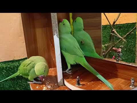 Hamare pyare Mitthu ki Masti 🦜🦜