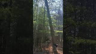 Widow Maker Getting Cut Down #tree #cuting #widowmaker