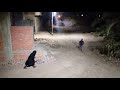 اجري يلا اجري يلا