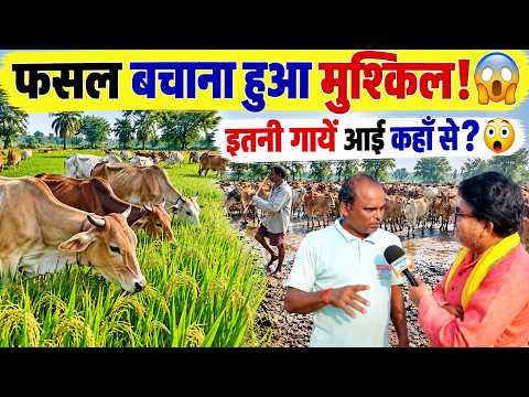 किसानों की फसल कैसे बचे? Itni Gayen Aayi Kahan Se? | कुर्मीगुंडरा, पाटन, छत्तीसगढ़