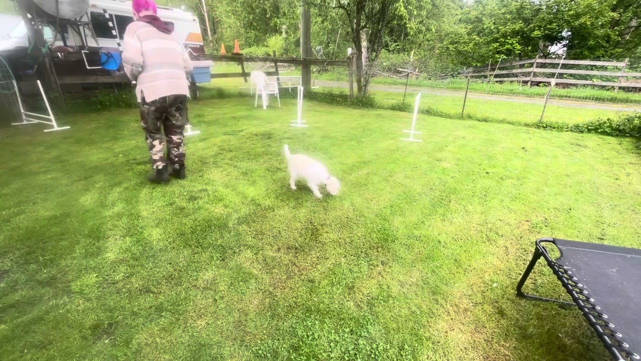 Biscuit Does Weave Pole Homework