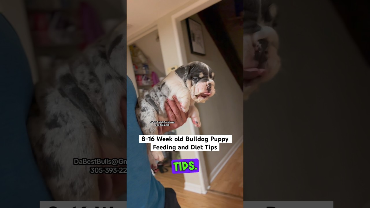 2-4 Month old Bulldog Puppy Feeding and Diet Tips. The ratio is different then adult dogs.