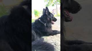 My Loyal German Shepherd Dog 🐕❤️ | Smart & Protective Dog #shorts