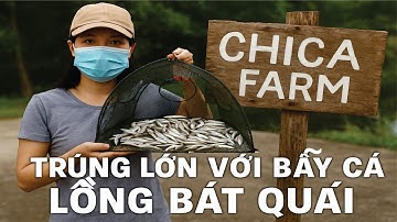 Chiều Tối Thăm Bẫy Cá – Bất Ngờ Dính Cả Rổ Cá! Câu Diêu Hồng To