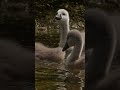 Swan cygnets out for a swim 🦢 #muteswan #discoverwildlife #robertefuller