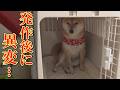 てんかんが治まったあと、普段は絶対にしない行動をとる柴犬が心配になりました・・・