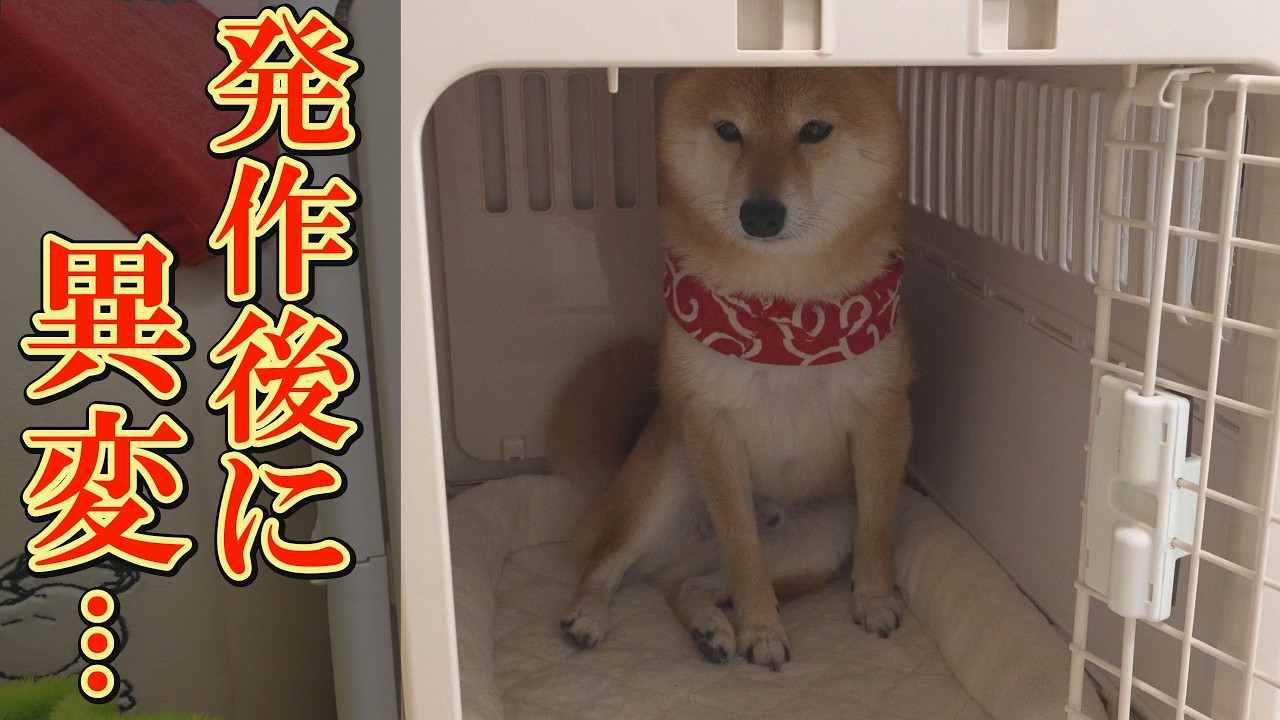 てんかんが治まったあと、普段は絶対にしない行動をとる柴犬が心配になりました・・・