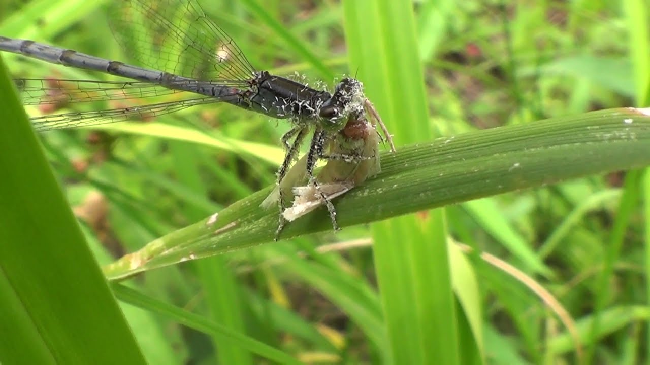 Slender Spreadwing Damselfly Eats Moth HQ HD