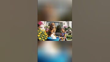 Capybara cùng bà tắm cho con thỏ và cái kết #capybara