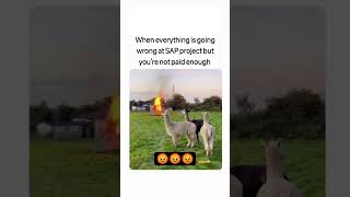 #SAP #sapmemes #sapreels #sapai #sapjokes #funny #memes #real #relatable #fyp #fypシ゚viral #fypシ