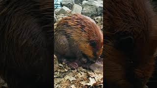 Beaver Lickin' #beaver #wildlife #grooming