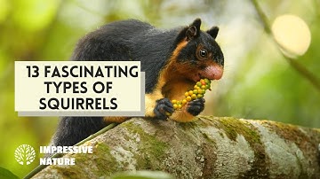 13 Fascinating Types of Squirrels