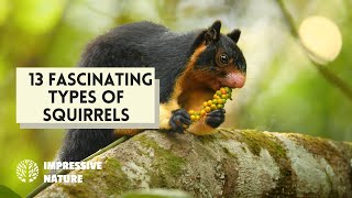 13 Fascinating Types of Squirrels