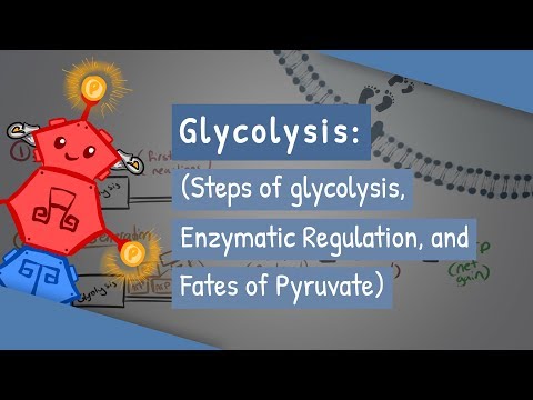 Glycolysis (glycolysis को चरण, Enzymatic नियमन, र Pyruvate को भाग्य)