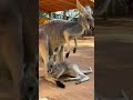 Дитинча кенгуру забирається в сумку матері