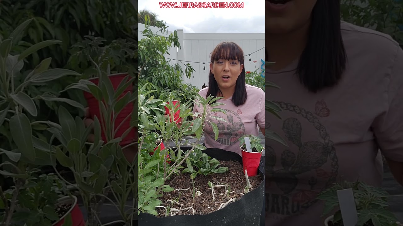 Как выращивать помидоры в мешках или контейнерах 