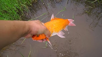 Bắt những con cá vàng nhiều màu sắc ở vũng nước cạn