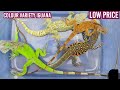 Adult GREEN and Red iguana available chennai #pets #iguanapets #iguana #petshop #reptiles #exotic