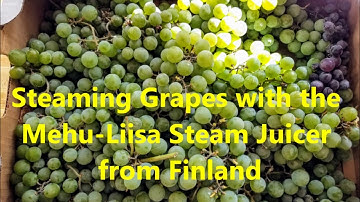 Steam juicing grapes with the Mehu-Liisa steam juicer.
