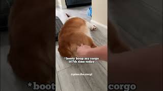 Boop my corgi 167th time of the day