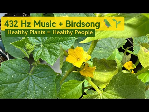 432 Hz Music for Garden Plants Healing Birdsong for Plant Growth Healthy Plants Healthy People