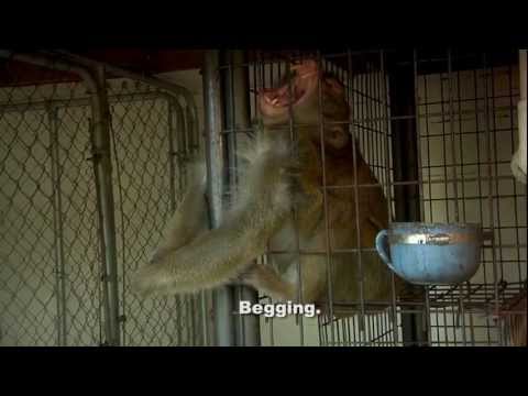ARC Saves 4 Macaque Monkeys from Cruel Confines
