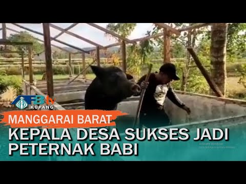 Pengusaha Ternak Babi Sukses