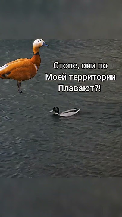 Оранжевая утка отомстила селезням) - YouTube