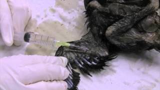 Bird Specimens 9: How to prepare anatomical specimens (pickles)