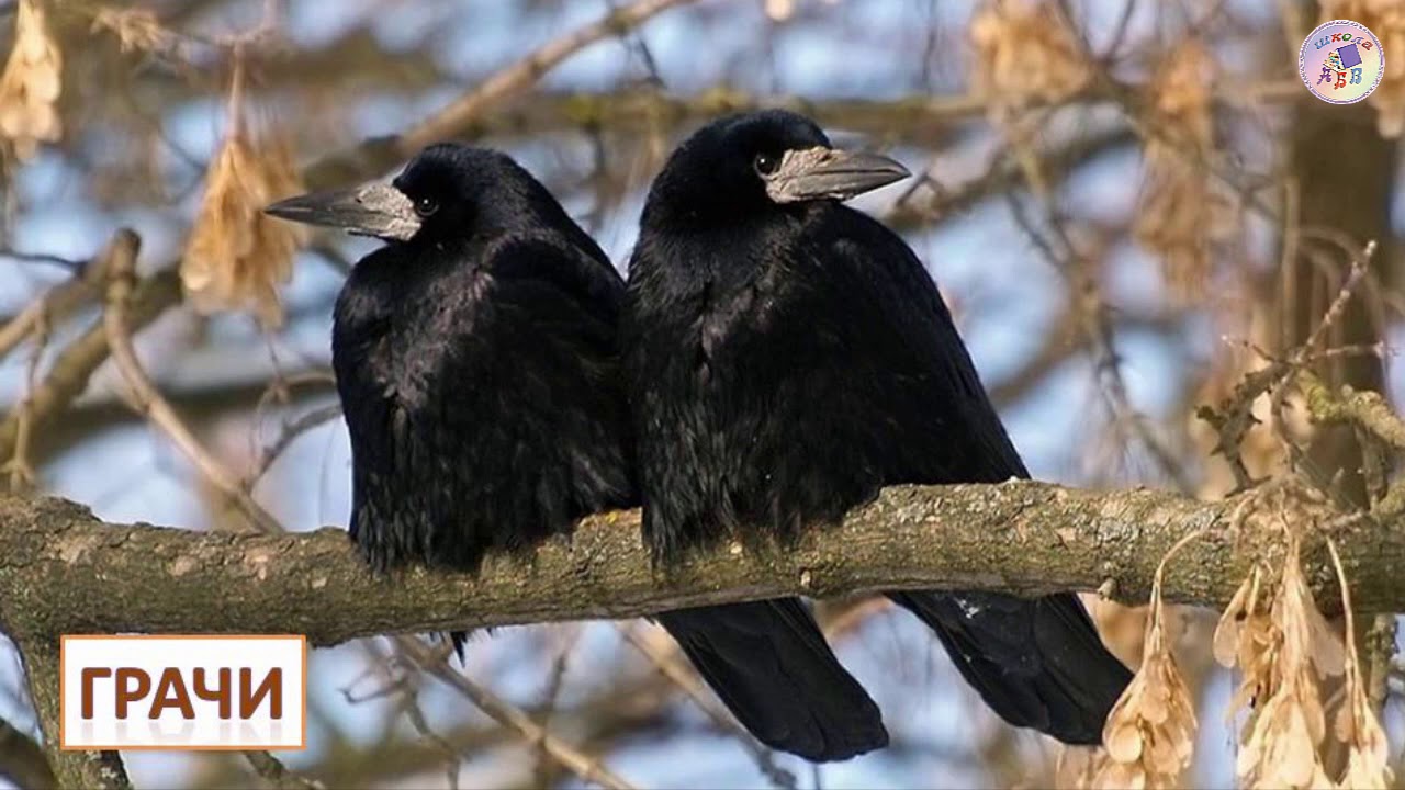 Весна. Птицы весной - YouTube