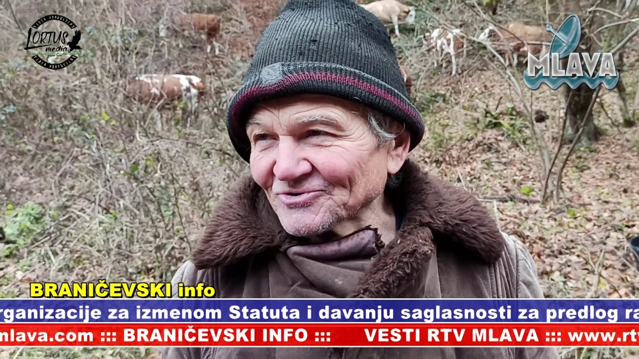 Krave na ispaši, Lortus medija  (RTV MLAVA 08.12.2020.)