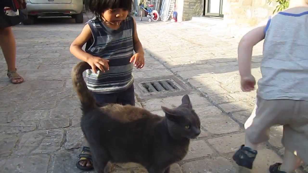 A Friendly Cat in Montone, Italy - Summer 2011